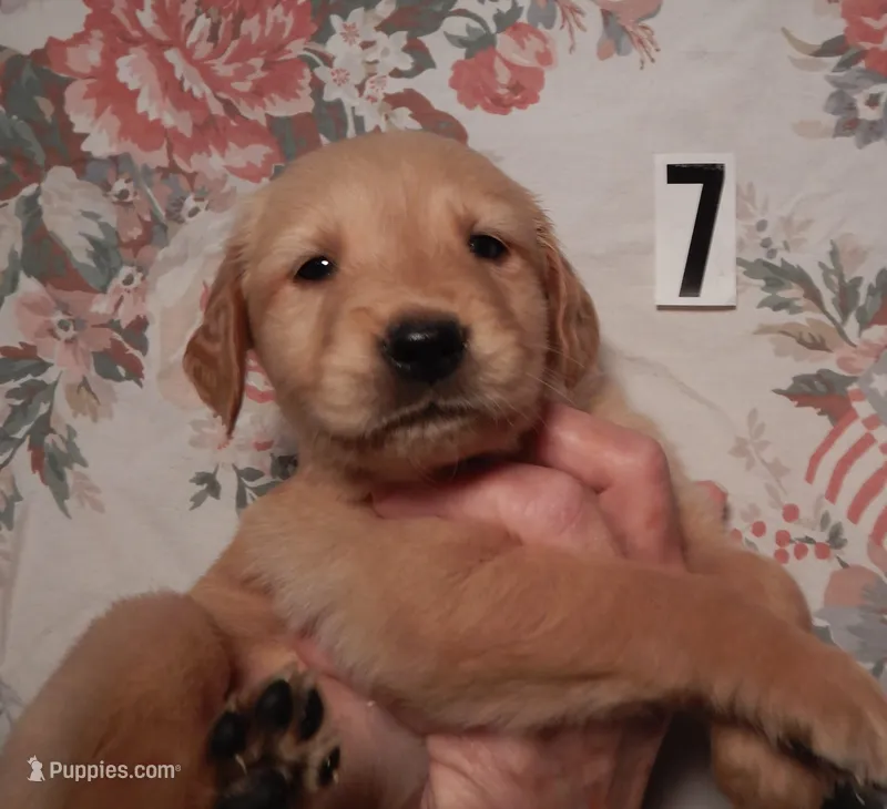 Faith – Golden Retriever puppy for sale in Eagle Point, OR