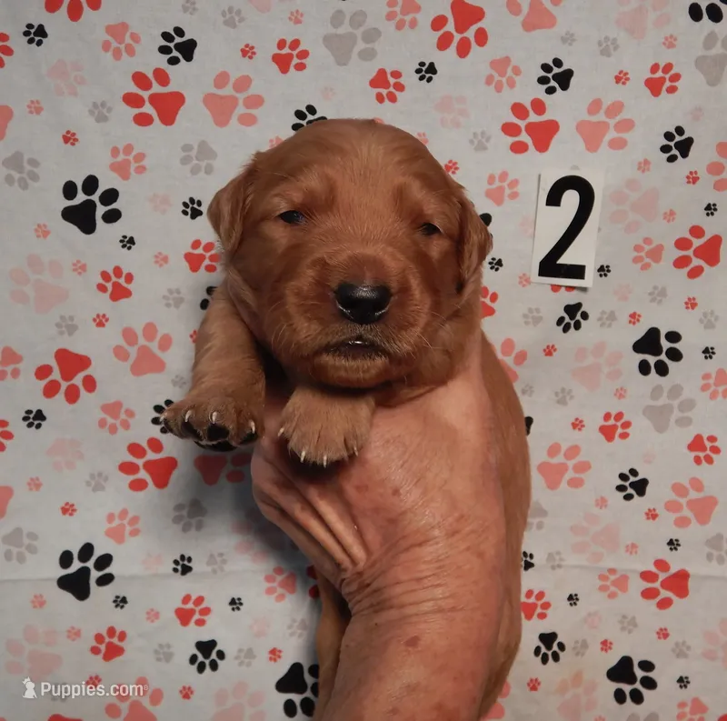 Milo – Golden Retriever puppy for sale in Eagle Point, OR