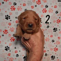 Milo, a male Golden Retriever for sale in Eagle Point, OR – 1 of 3