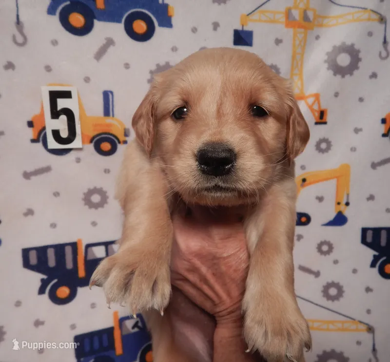 Dolly – Golden Retriever puppy for sale in Eagle Point, OR