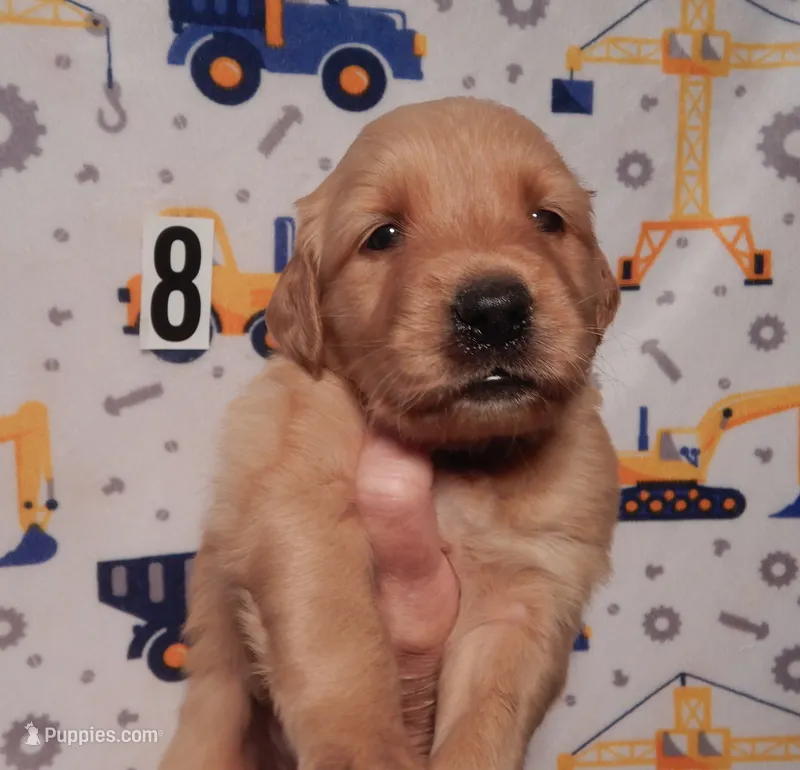 Honey – Golden Retriever puppy for sale in Eagle Point, OR