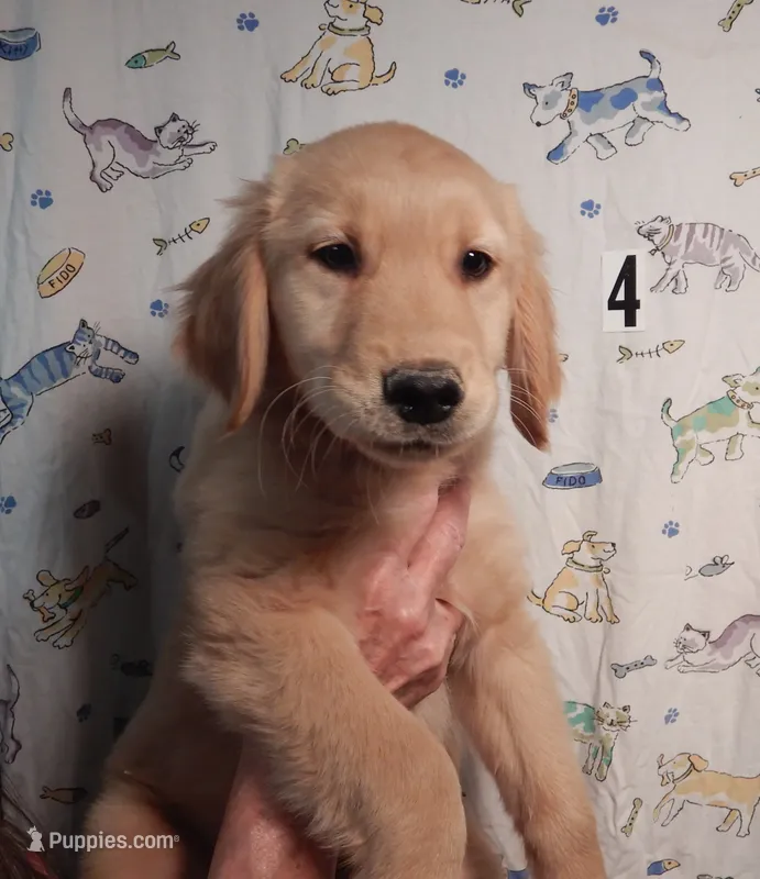 Will – Golden Retriever puppy for sale in Eagle Point, OR