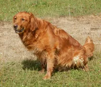 Milo, a male Golden Retriever for sale in Eagle Point, OR – 3 of 3
