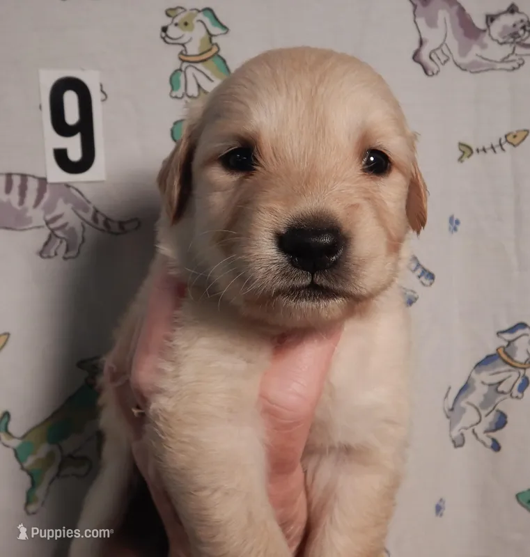 Rose – Golden Retriever puppy for sale in Eagle Point, OR