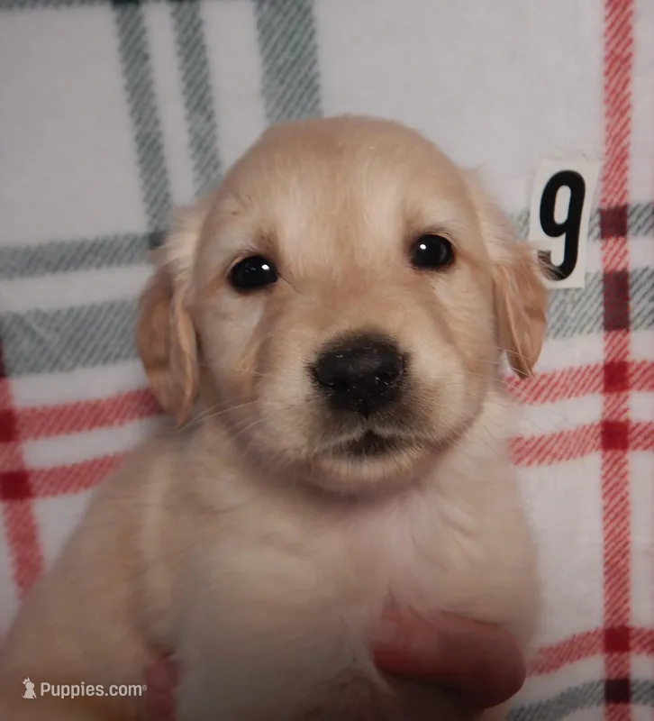 Rose – Golden Retriever puppy for sale in Eagle Point, OR