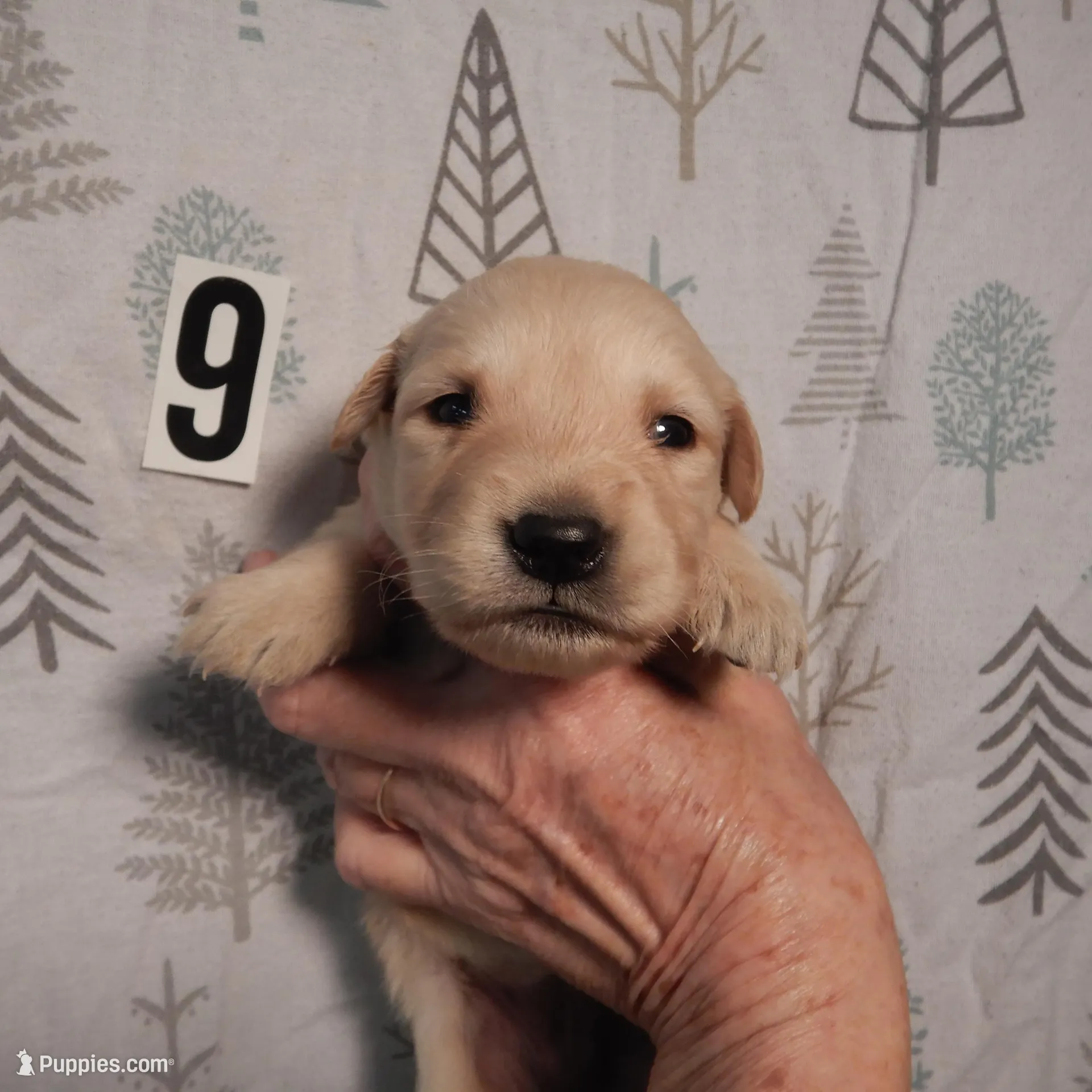 Rose – Golden Retriever puppy for sale in Eagle Point, OR