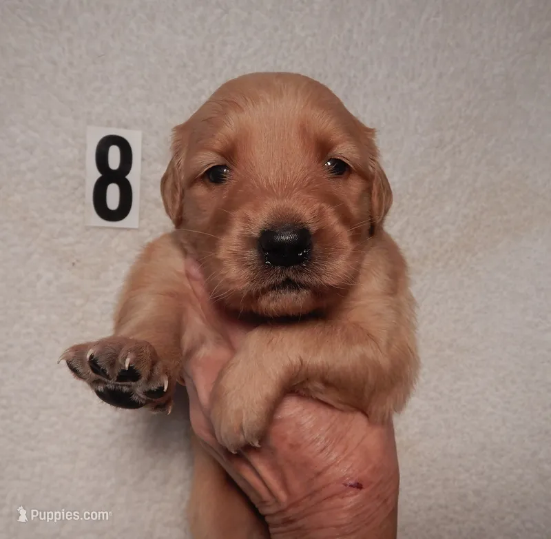 Honey – Golden Retriever puppy for sale in Eagle Point, OR