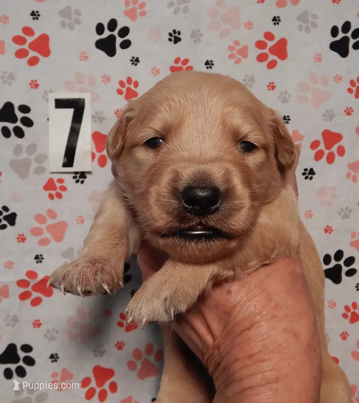 Sage – Golden Retriever puppy for sale in Eagle Point, OR