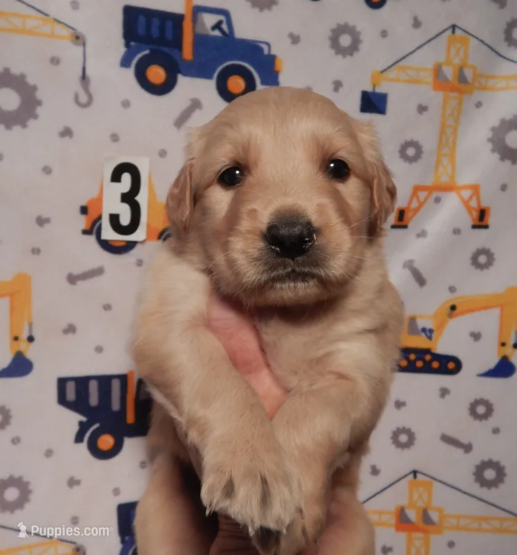Coby – Golden Retriever puppy for sale in Eagle Point, OR
