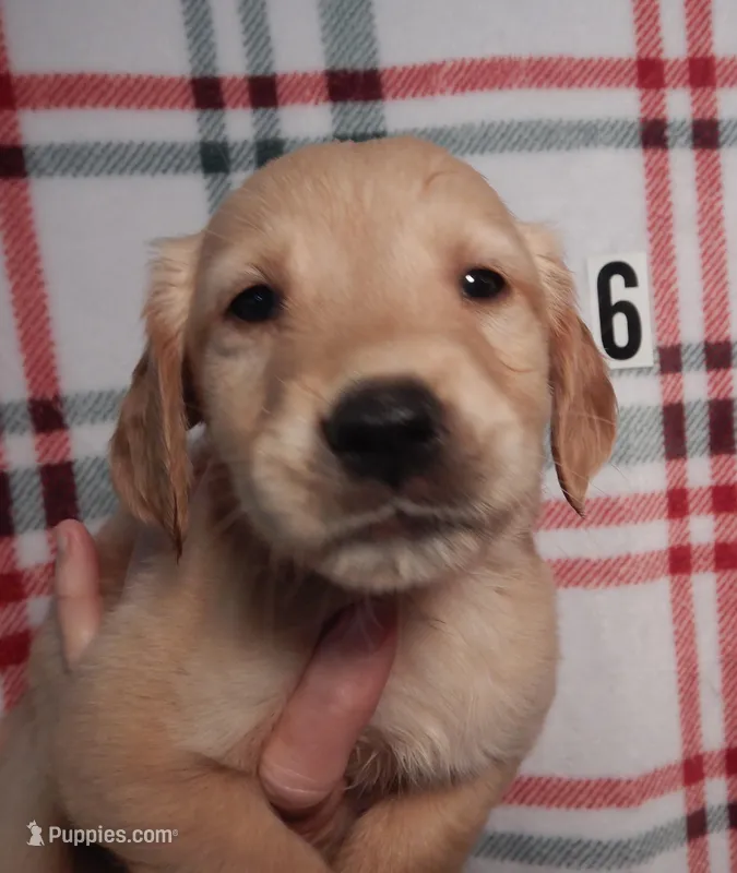 Dolly – Golden Retriever puppy for sale in Eagle Point, OR