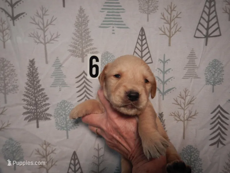 Dolly – Golden Retriever puppy for sale in Eagle Point, OR