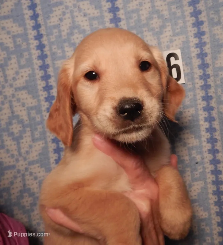 Dolly – Golden Retriever puppy for sale in Eagle Point, OR