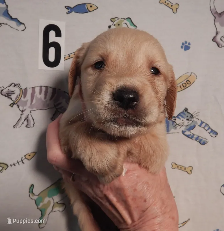 Dolly – Golden Retriever puppy for sale in Eagle Point, OR