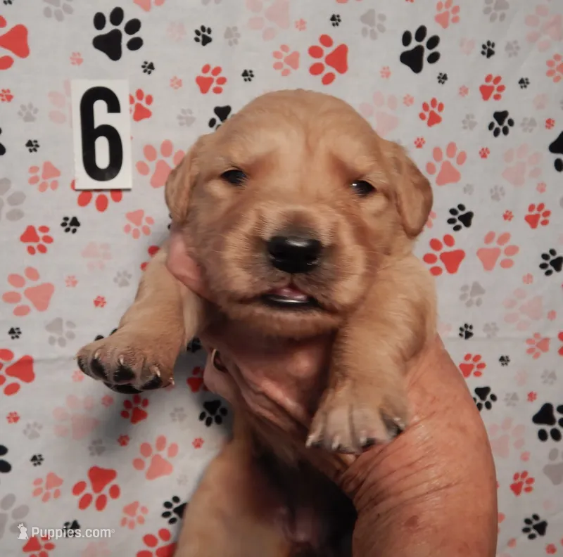 Bunnie – Golden Retriever puppy for sale in Eagle Point, OR