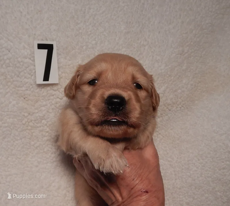 Sage – Golden Retriever puppy for sale in Eagle Point, OR