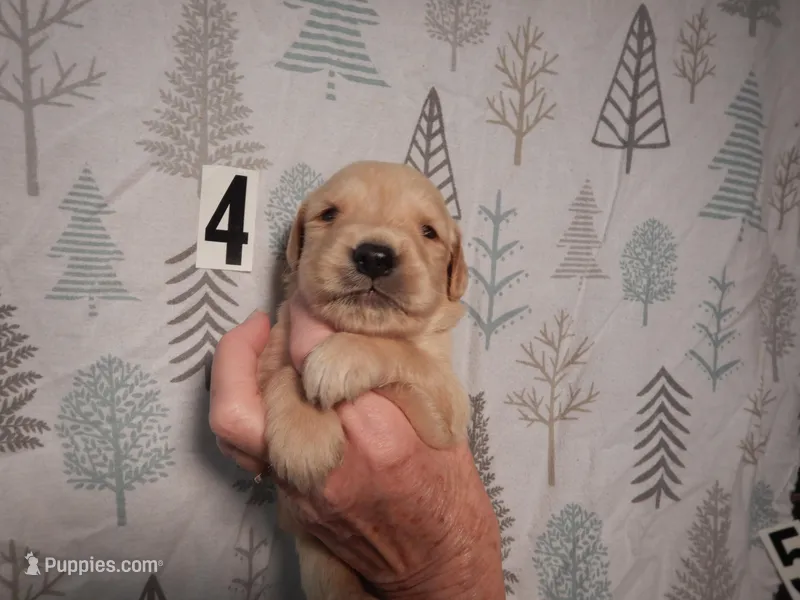 Billy – Golden Retriever puppy for sale in Eagle Point, OR