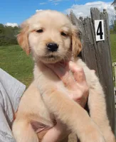 Billy, a male Golden Retriever for sale in Eagle Point, OR – Photo 1 of 5