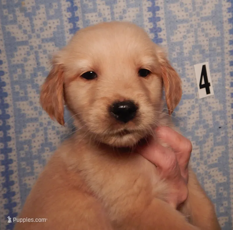 Billy – Golden Retriever puppy for sale in Eagle Point, OR