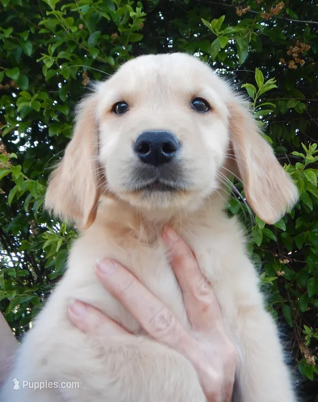Billy – Golden Retriever puppy for sale in Eagle Point, OR