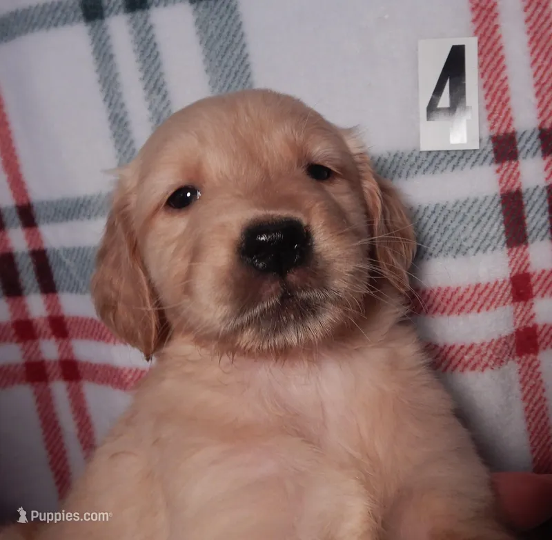 Billy – Golden Retriever puppy for sale in Eagle Point, OR