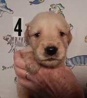 Billy, a male Golden Retriever for sale in Eagle Point, OR – Photo 5 of 5