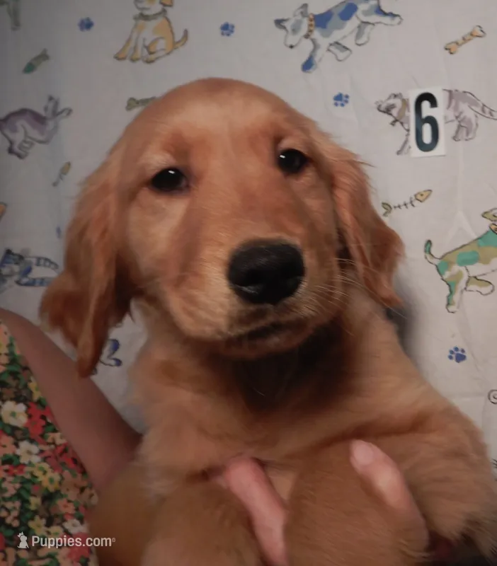 Bonnie – Golden Retriever puppy for sale in Eagle Point, OR