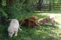 Brando, a male Golden Retriever for sale in Eagle Point, OR – 4 of 5