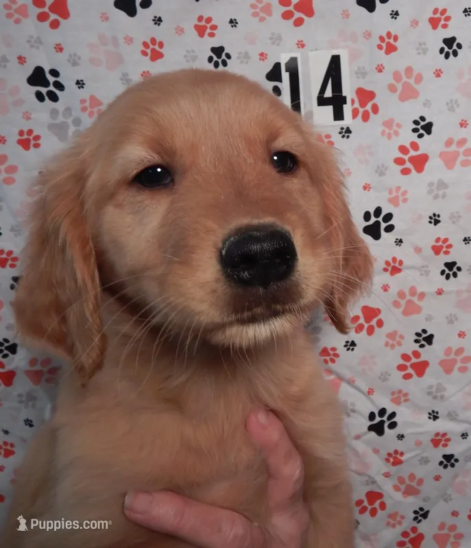 Bonnie – Golden Retriever puppy for sale in Eagle Point, OR