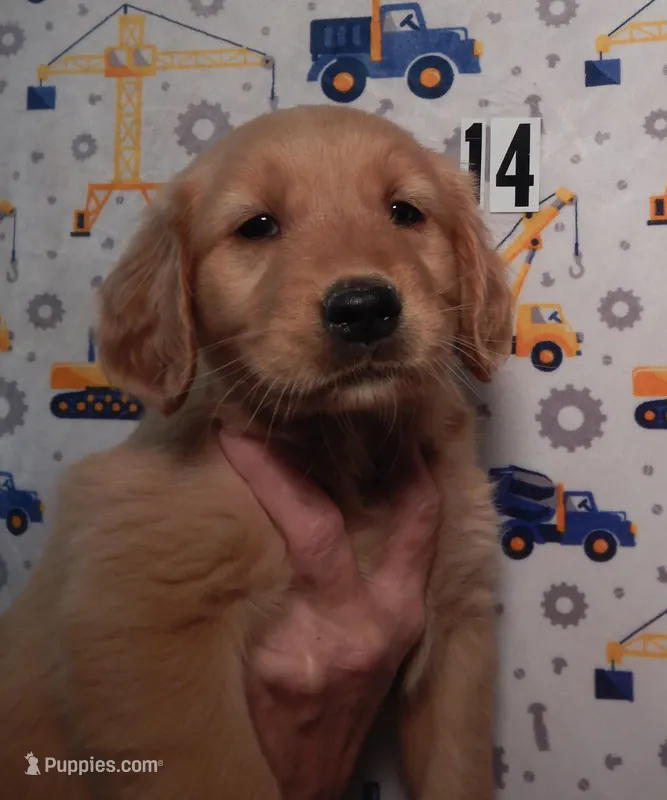 Bonnie – Golden Retriever puppy for sale in Eagle Point, OR