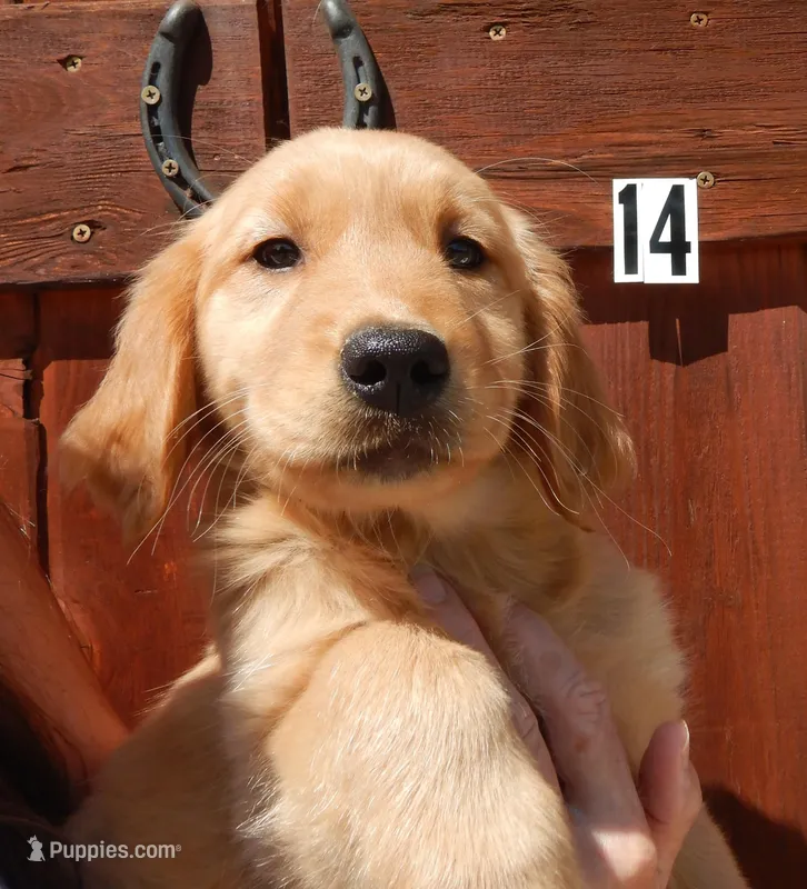 Bonnie – Golden Retriever puppy for sale in Eagle Point, OR
