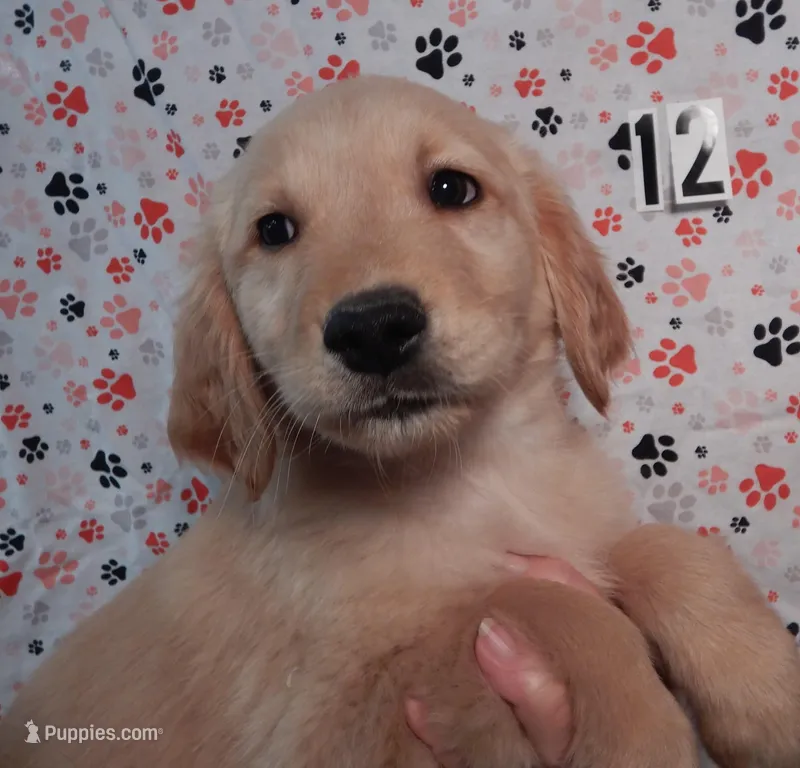 Blake – Golden Retriever puppy for sale in Eagle Point, OR