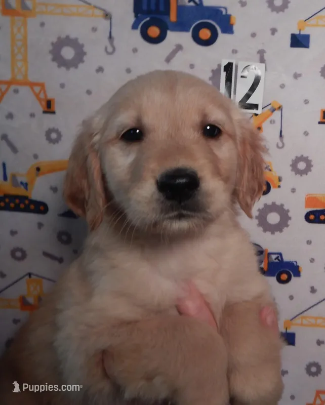 Blake – Golden Retriever puppy for sale in Eagle Point, OR