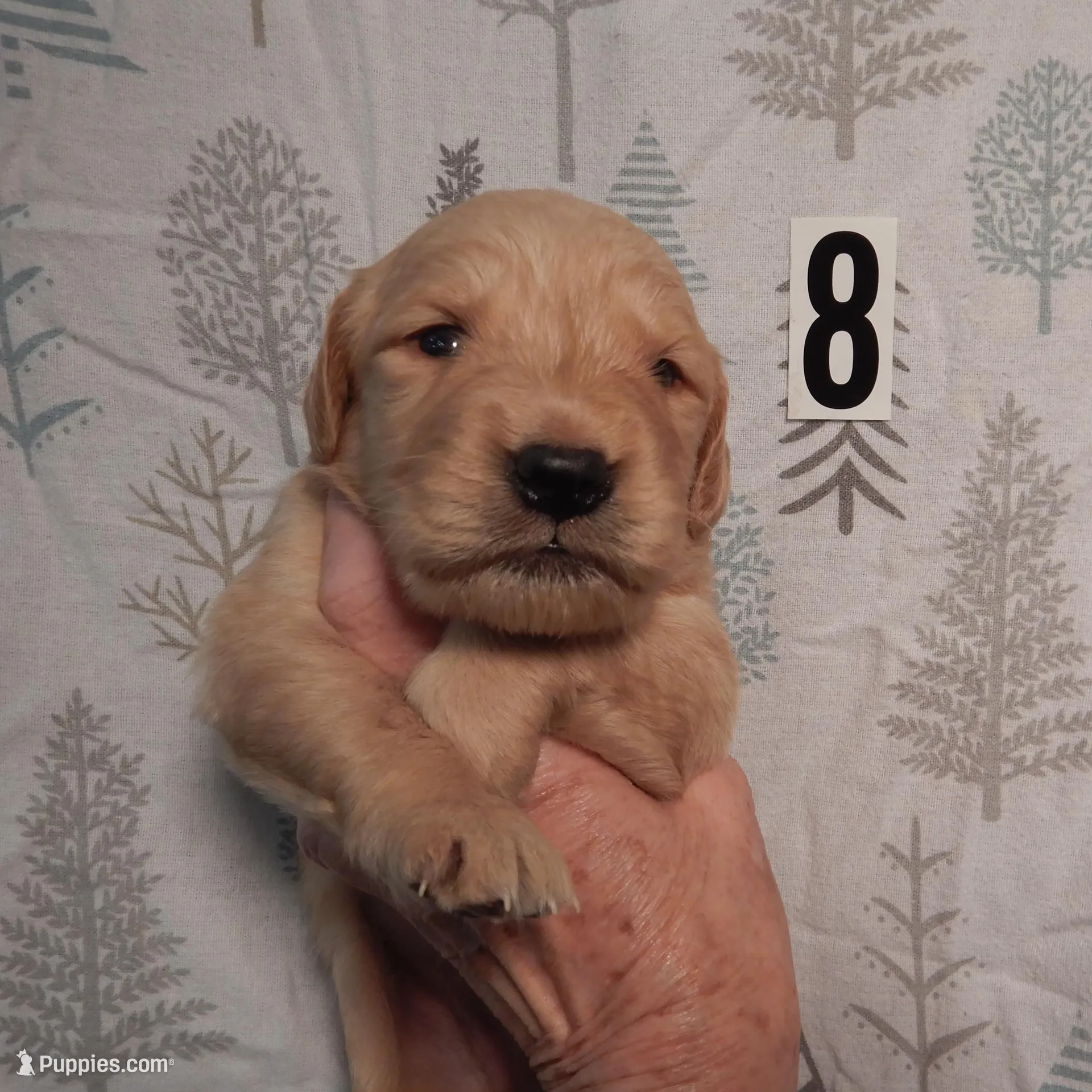 June – Golden Retriever puppy for sale in Eagle Point, OR