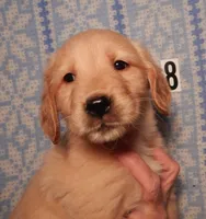 June, a female Golden Retriever for sale in Eagle Point, OR – Photo 2 of 5