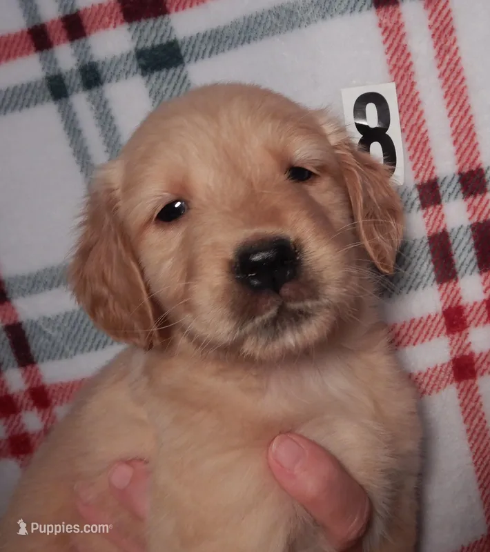 June – Golden Retriever puppy for sale in Eagle Point, OR