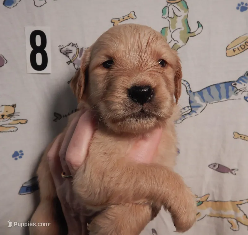 June – Golden Retriever puppy for sale in Eagle Point, OR