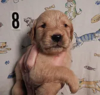 June, a female Golden Retriever for sale in Eagle Point, OR – Photo 5 of 5