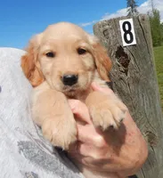 June, a female Golden Retriever for sale in Eagle Point, OR – Photo 1 of 5