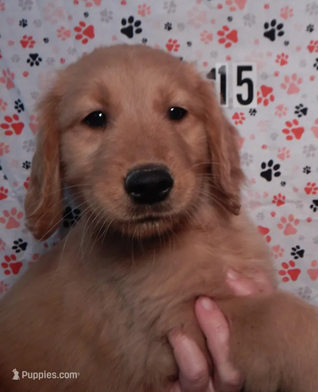 Honey – Golden Retriever puppy for sale in Eagle Point, OR