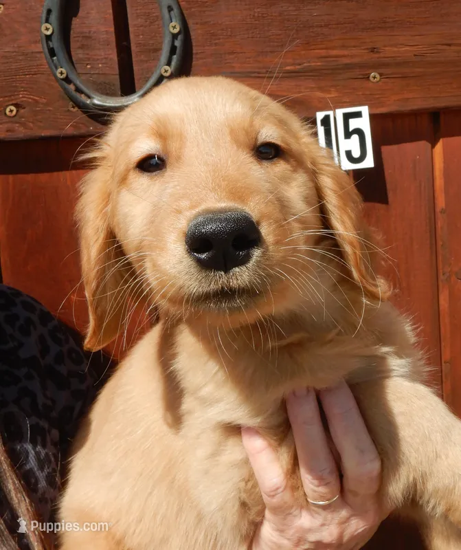 Honey – Golden Retriever puppy for sale in Eagle Point, OR