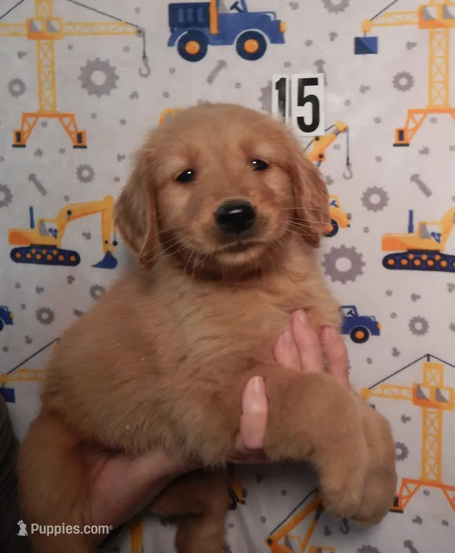 Honey – Golden Retriever puppy for sale in Eagle Point, OR