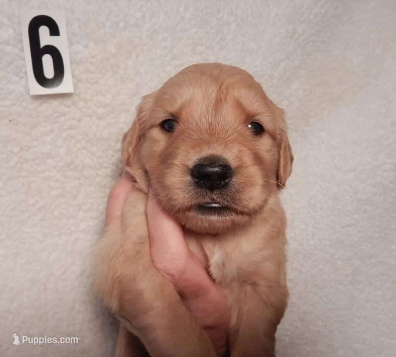 Bunnie – Golden Retriever puppy for sale in Eagle Point, OR