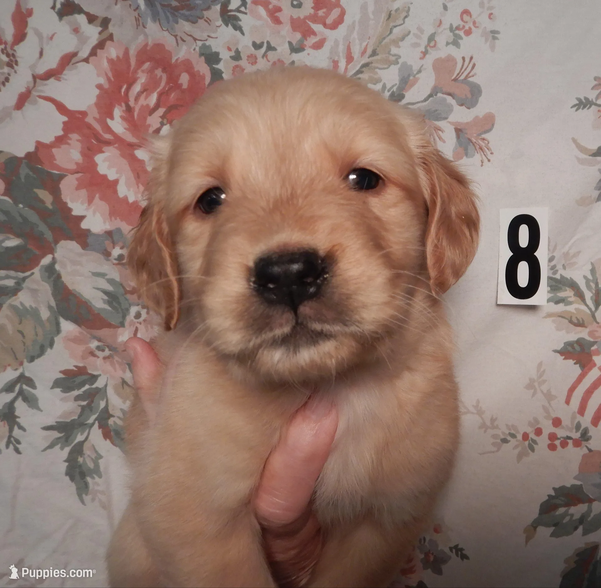 June – Golden Retriever puppy for sale in Eagle Point, OR