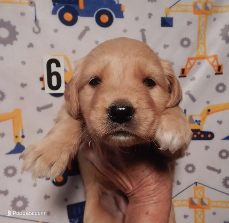 Bunnie – Golden Retriever puppy for sale in Eagle Point, OR
