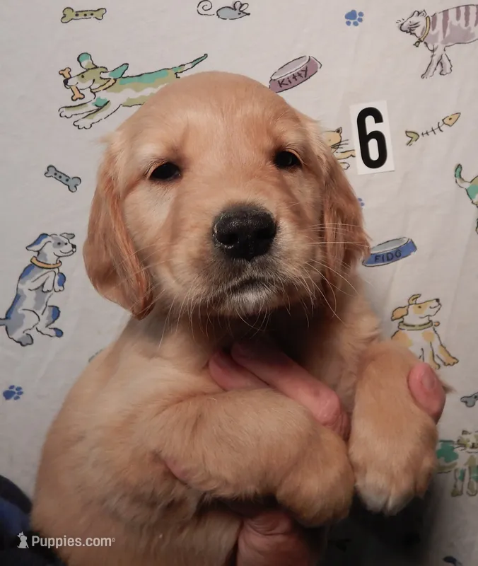 Bunnie – Golden Retriever puppy for sale in Eagle Point, OR