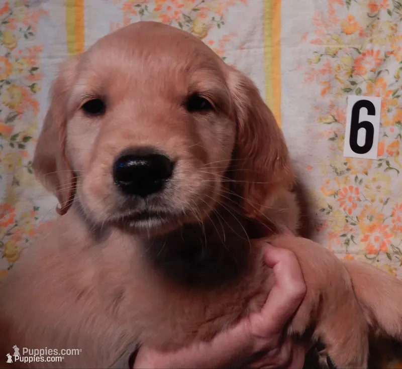Bunnie – Golden Retriever puppy for sale in Eagle Point, OR