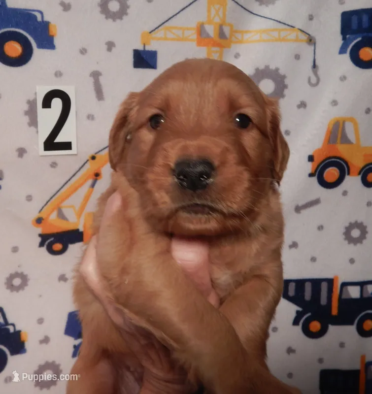 Milo – Golden Retriever puppy for sale in Eagle Point, OR