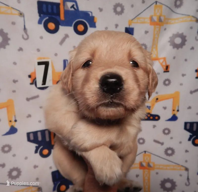 Sage – Golden Retriever puppy for sale in Eagle Point, OR