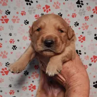Tango, a male Golden Retriever for sale in Eagle Point, OR – 1 of 3