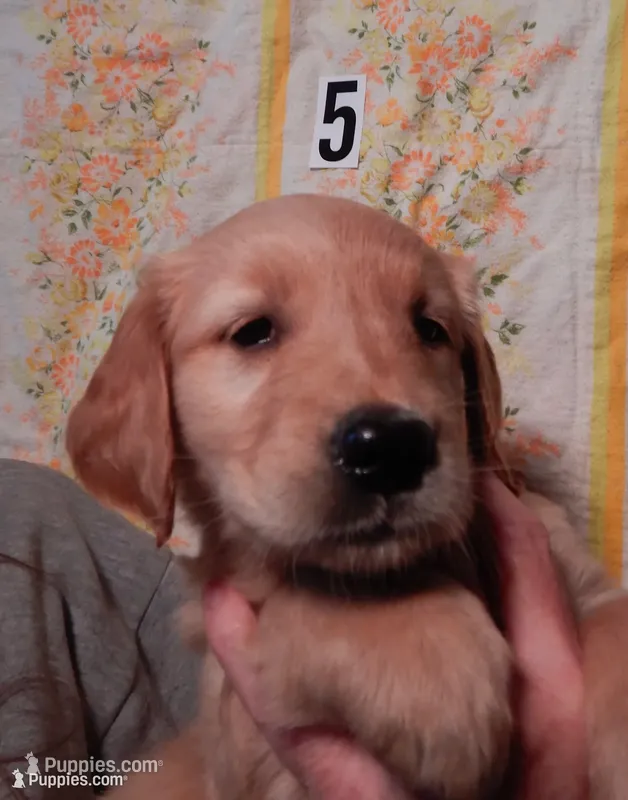 Dolly – Golden Retriever puppy for sale in Eagle Point, OR